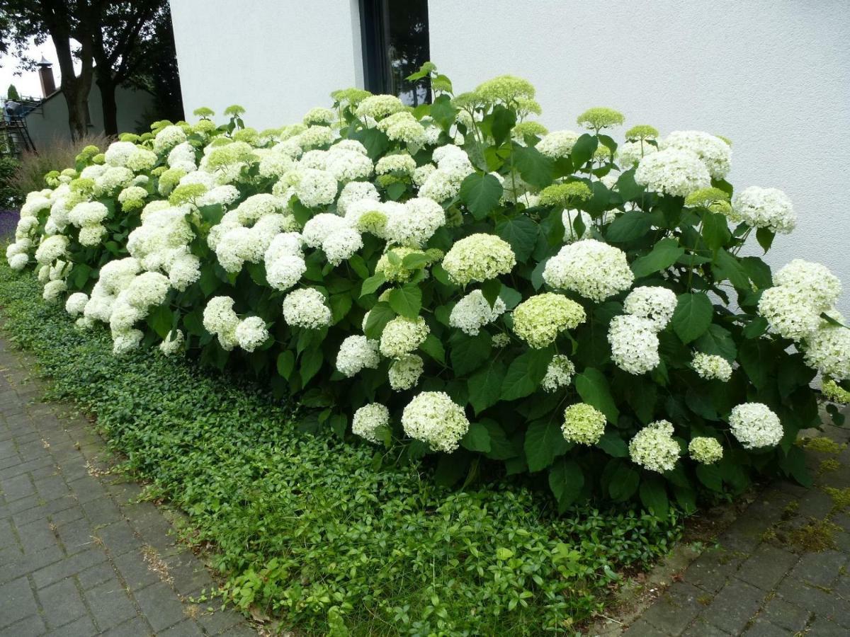 Bed and Breakfast Avellano Helmond Exterior foto